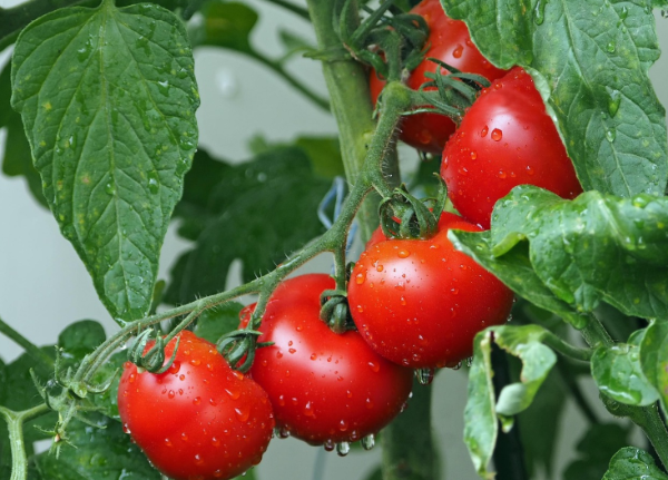 건강에 좋은 토마토 라이코펜 풍부한 빨간 토마토 수확 전 모습