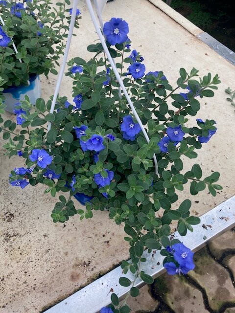 아메리칸 블루_가지치기_겨울나기