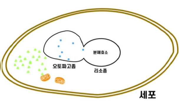 손상된 세포가 분해되어 재활용되는 과정