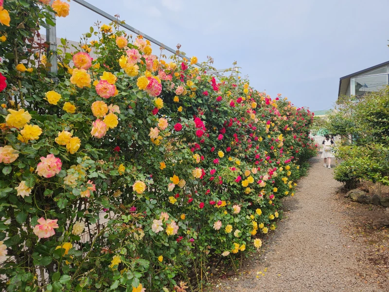 제주-장미축제-북촌에가면-입구