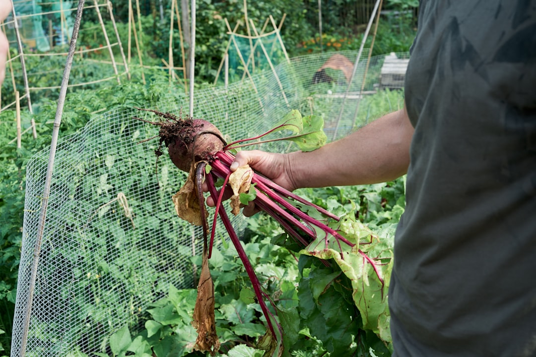 Beetroot.