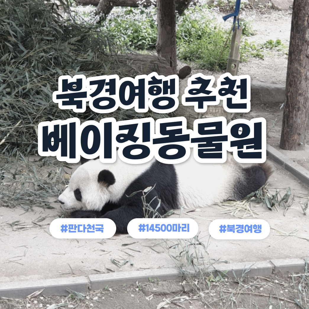 북경 베이징동물원