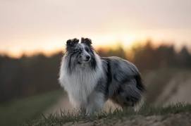 셔틀랜드 쉽독/출처:어도비스톡