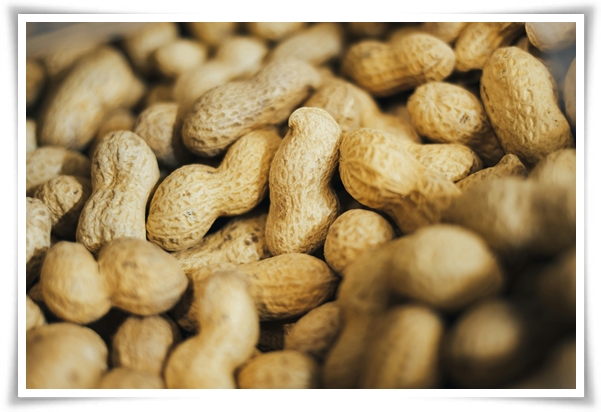 "9월, 땅콩 수확 시작하세요!" 수확 시기/수확/건조/활용법/건강 상 이점