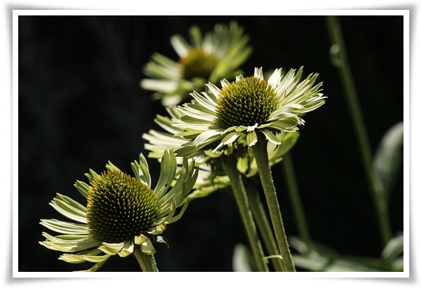 "에키네시아" 자연이 주는 건강의 선물, 건강을 지키는 허브 꽃!