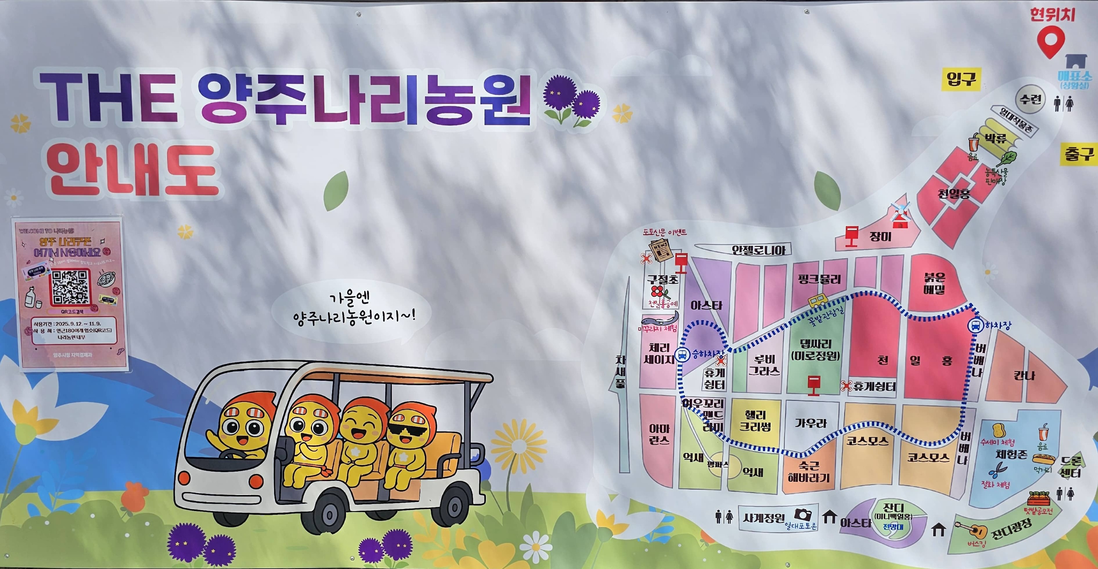 양주 천만송이 천일홍 축제-양주 나리공원