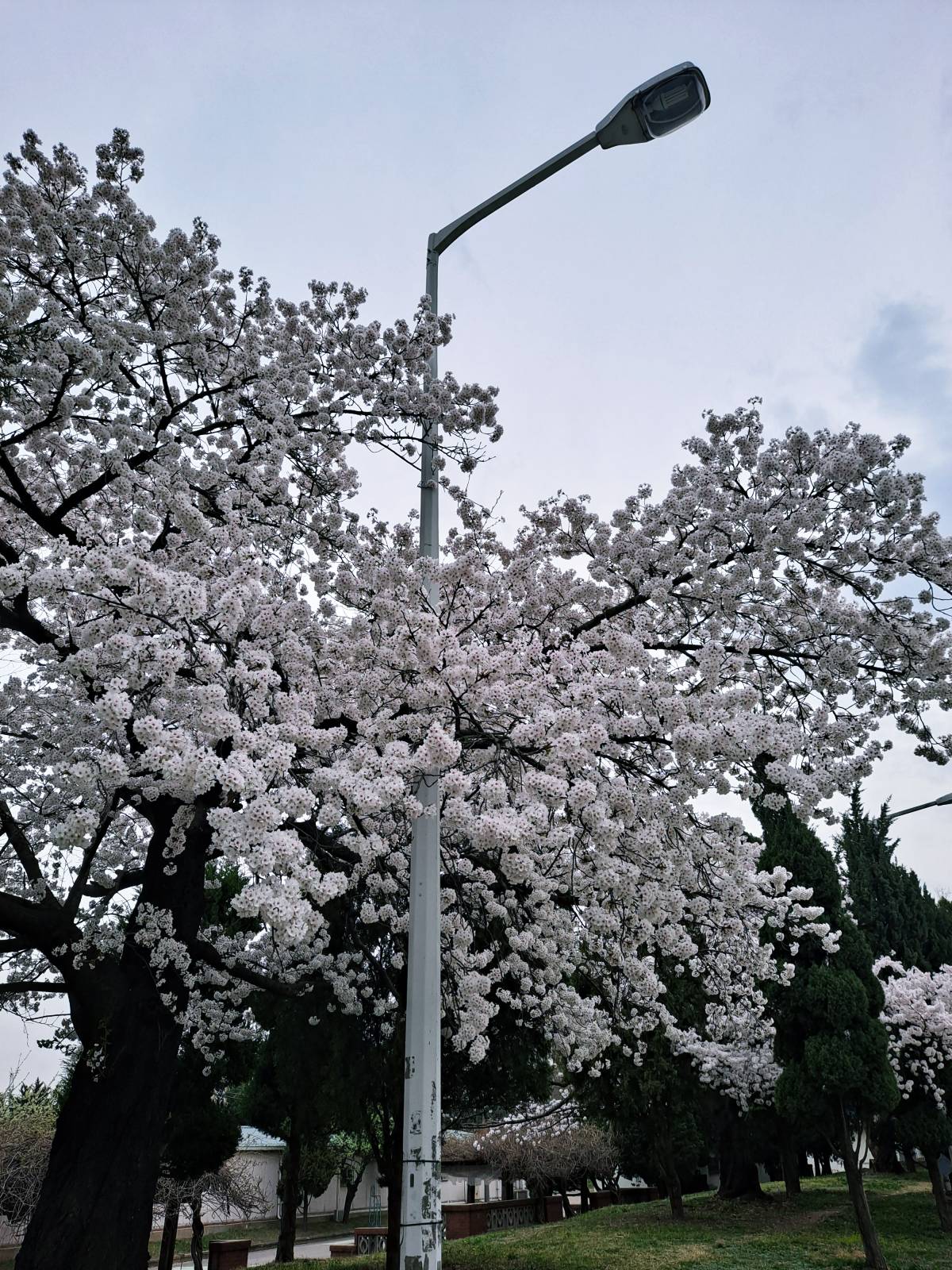 선인재단 벚꽃