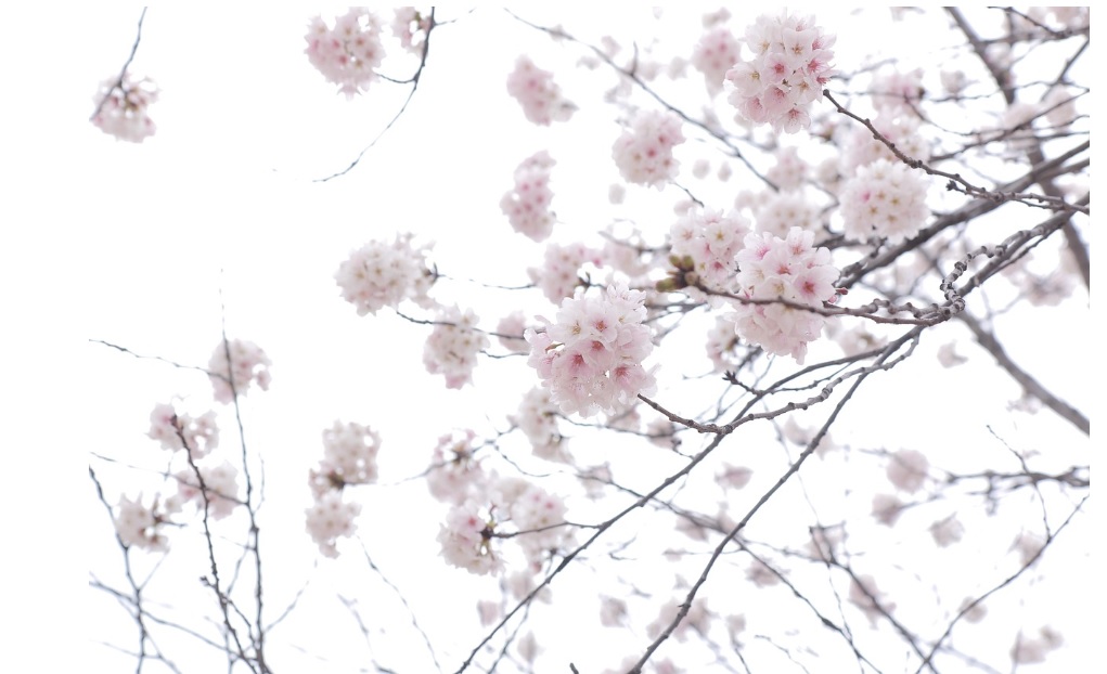 벚꽃 아름다운 여행지 관련 사진