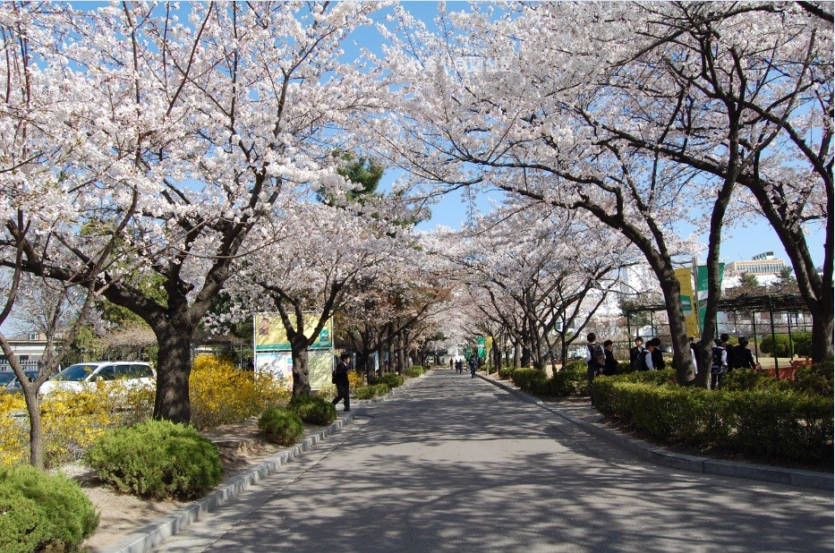 2024 서울 벚꽃 명소 BEST 10