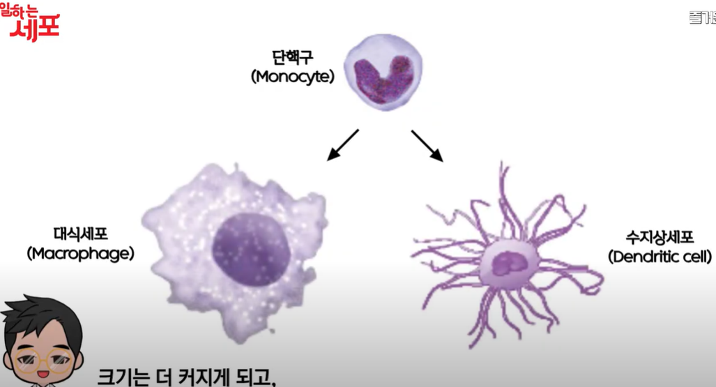 황색포도알균 치료 및 감염 경로 (+ 증상 원인)