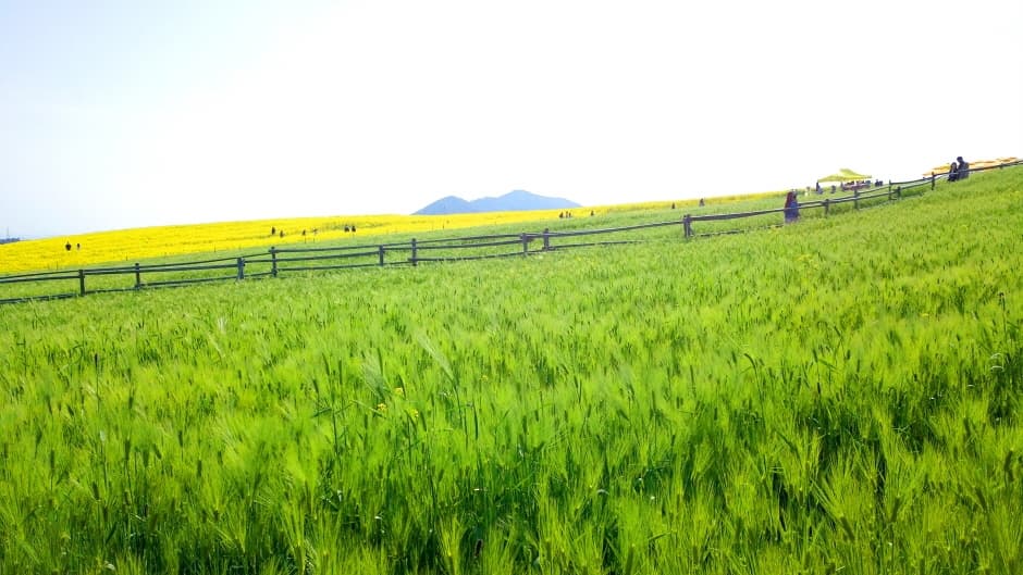 [4월~5월 축제]2025 고창 청보리밭 축제❘ 폭싹 속았수다 유채꽃밭, 연인 유채꽃밭, 도깨비 메밀꽃밭 촬영지, 일정, 기간, 주차(4/5일 방문 후기)