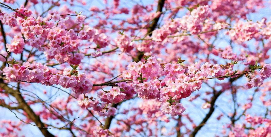 벚꽃과 하늘이 가득 담기게 찍기3