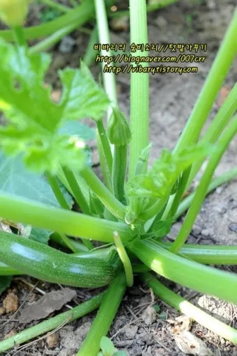 주키니 재배 모종 활착 순치기 수확 타이밍_6