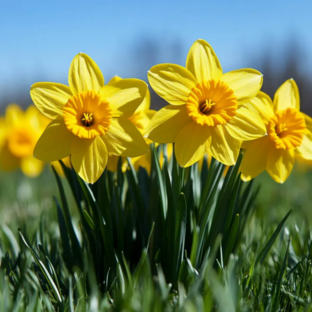 고양이 독성식물8