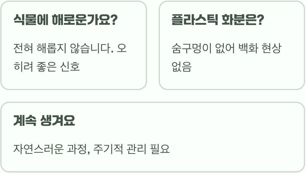 토기화분 백화현상, 이거 곰팡이인가요? (원인과 해결)