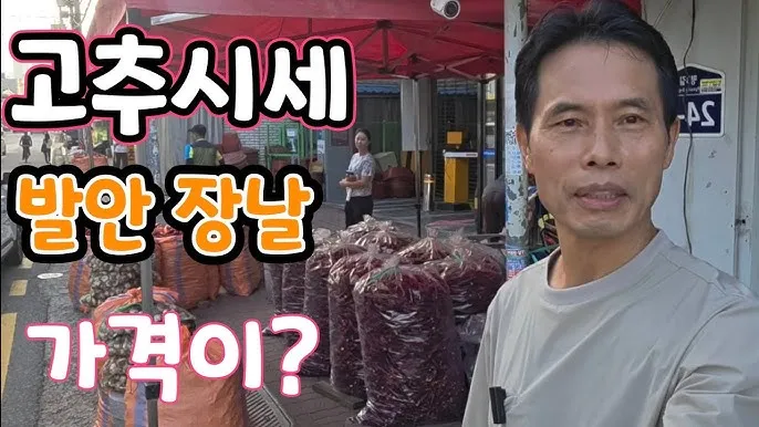 영양 고추 가격 시세 10근가격 현재 농산물 시세_4