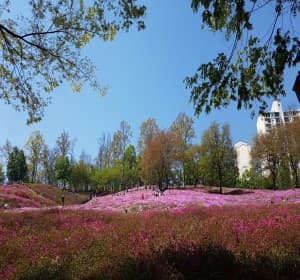 철쭉이 흐드러지는 봄날, 2025 군포 철쭉축제