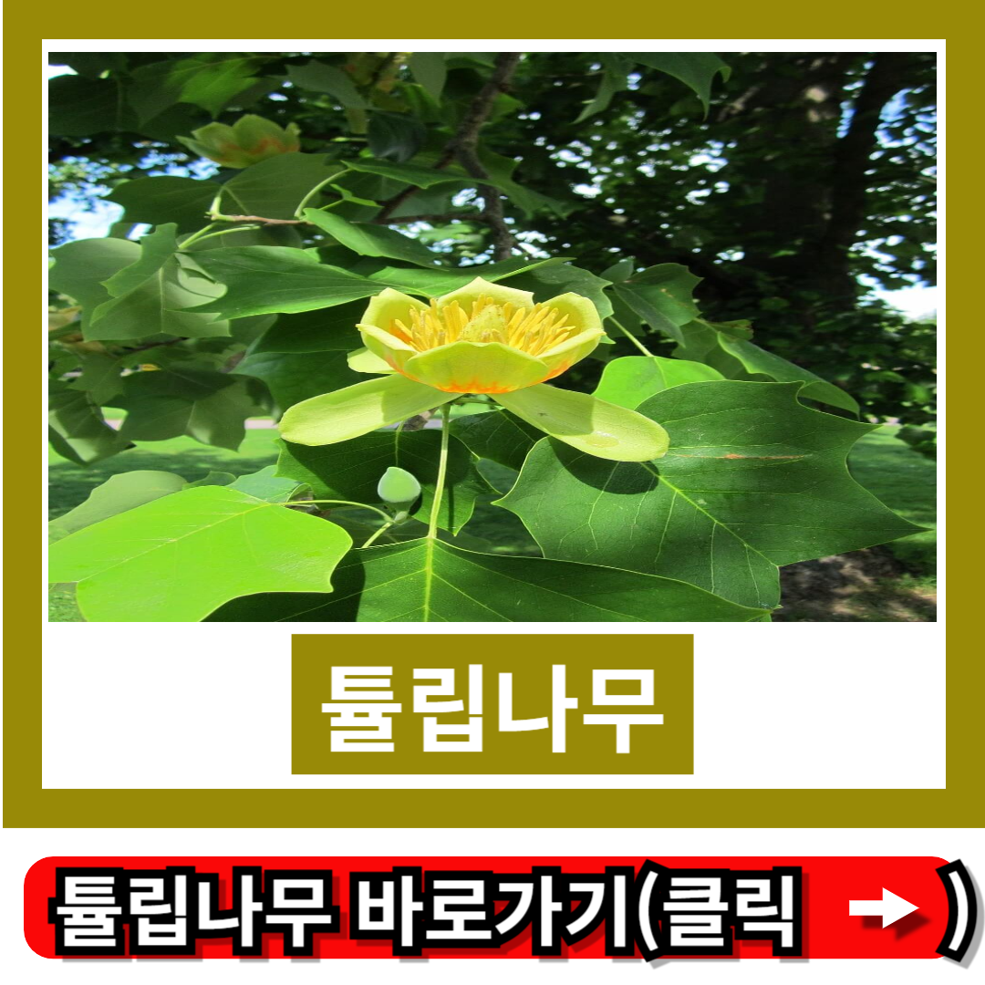 튤립나무