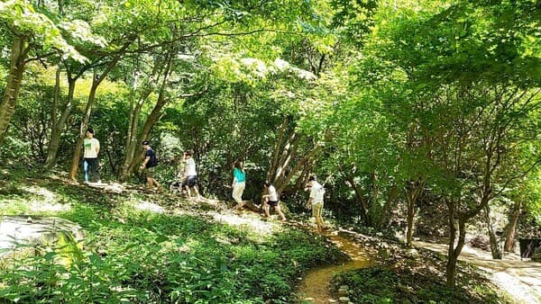 자연 치유와 척추 건강: 산림욕과 자연 운동의 척추 교정 효과