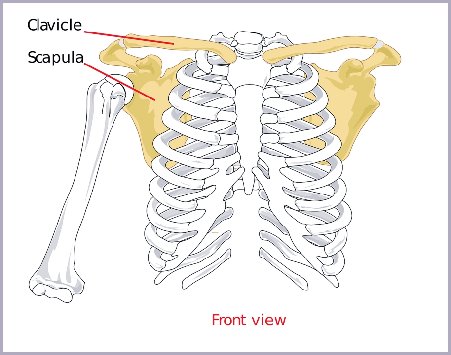 석회성건염(석회화건염)이란? 대표적인 원인 및 증상은?