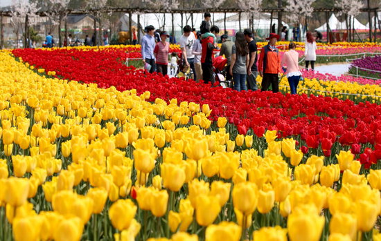태안 튤립축제 정보