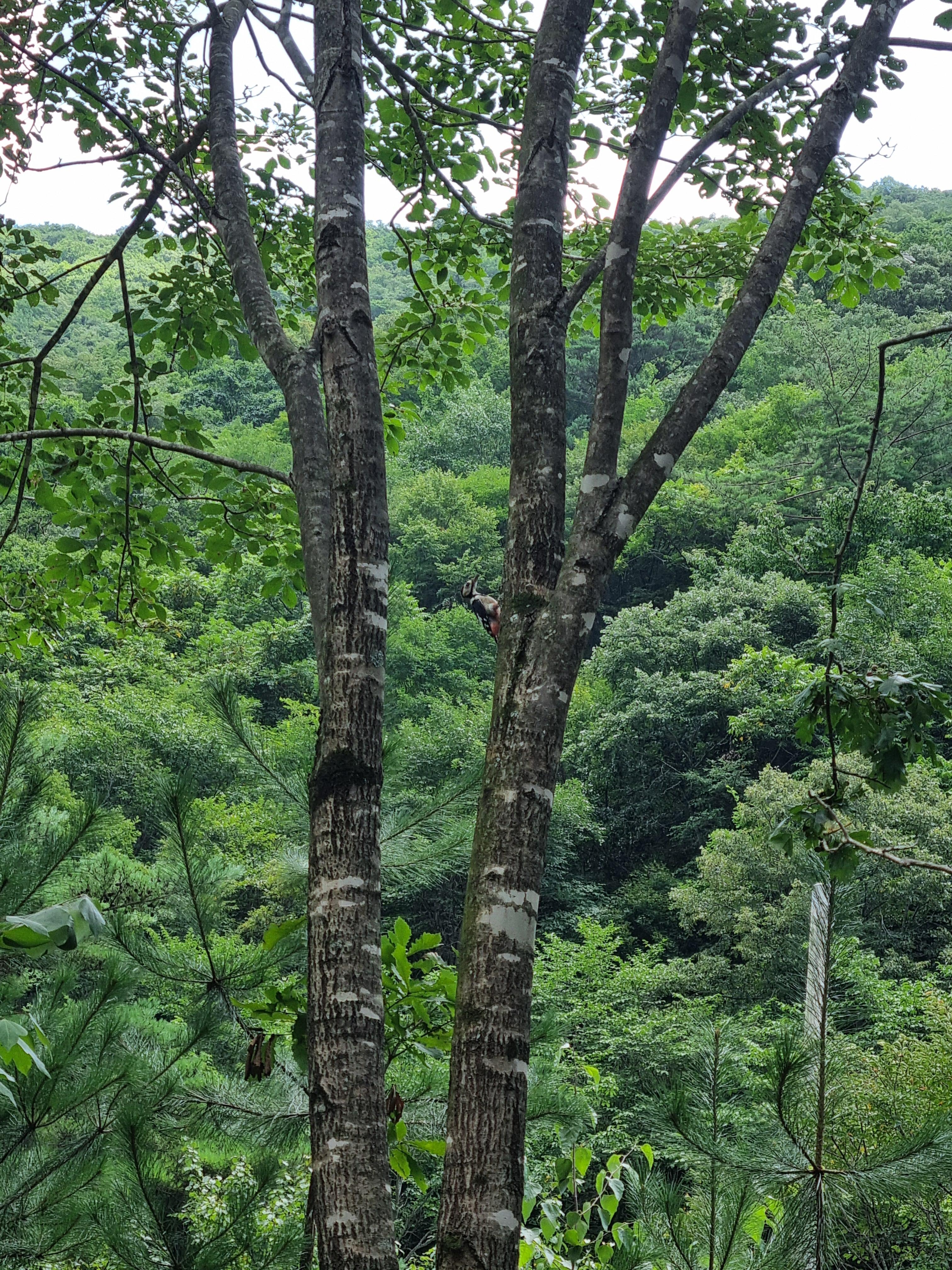 두타산자연휴양림 딱따구리