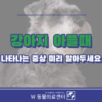 강아지 아플 때 증상 10가지 주의해야 할 건강 신호_21