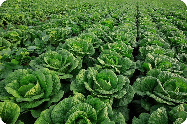 해남 절임배추 10kg 이미지/ 출처: 