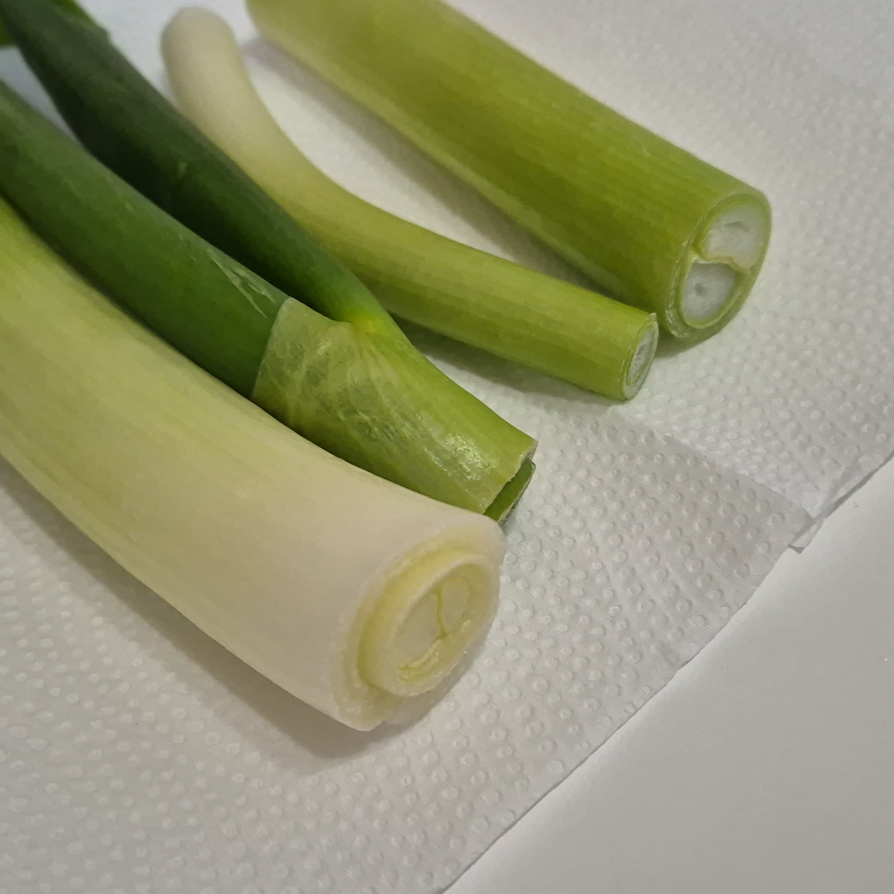 3일지난 대파의 모습 확대 사진