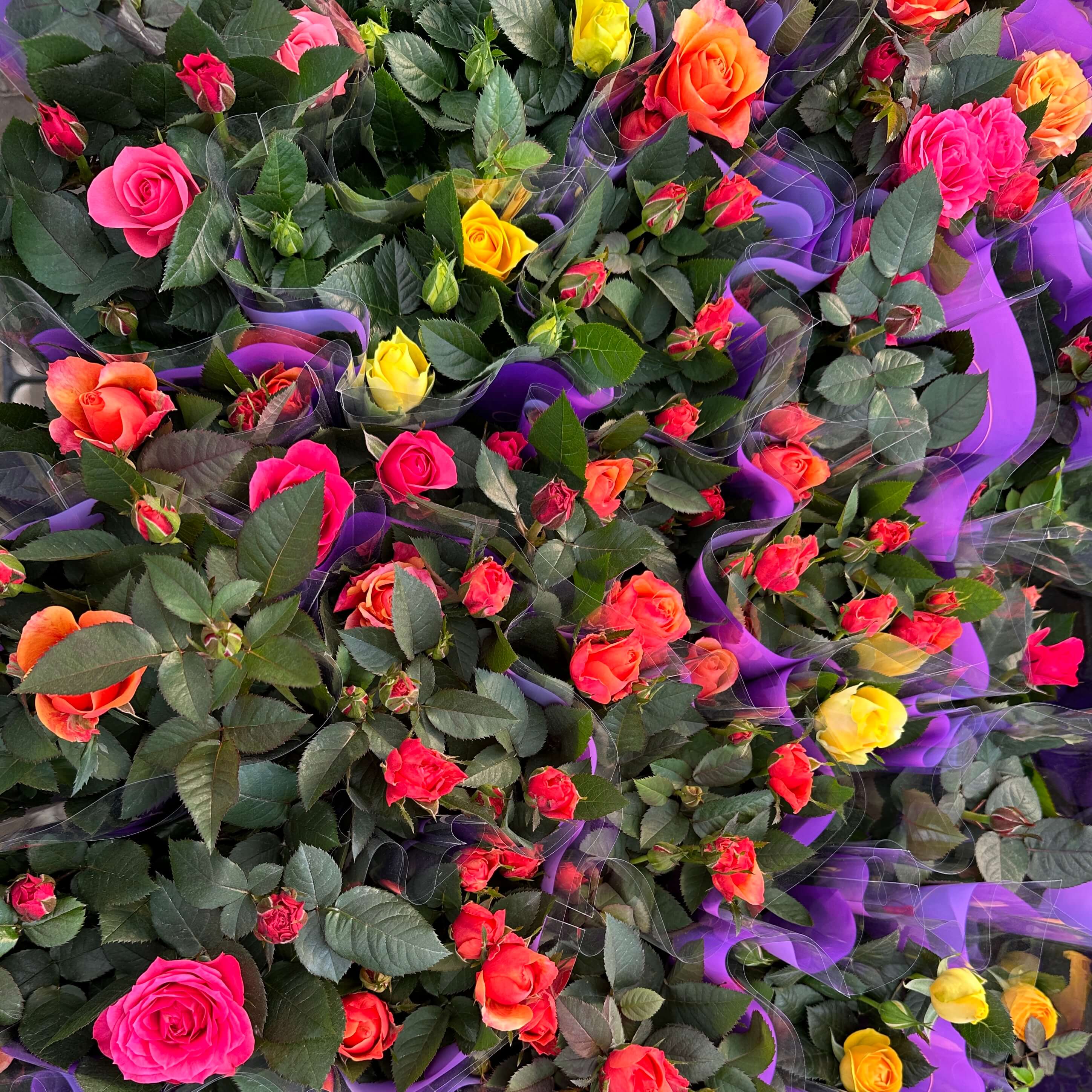 장미꽃 묘목 모종 키우는 방법