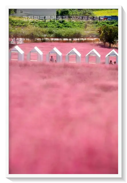 고창핑크뮬리축제