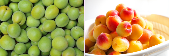 청매실과 황매실