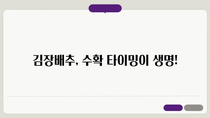 김장배추 수확시기