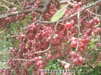 보리수나무 재배 전정 관리 착과 유도 열매 활용_33