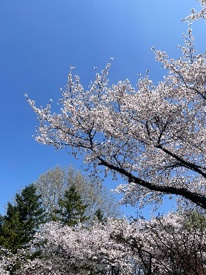 좋은 날씨는 같은 공원도 다르게 보이게 만듭니다.