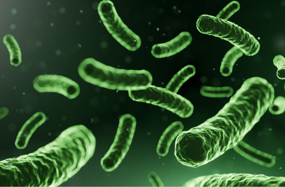 LGG 유산균 추천