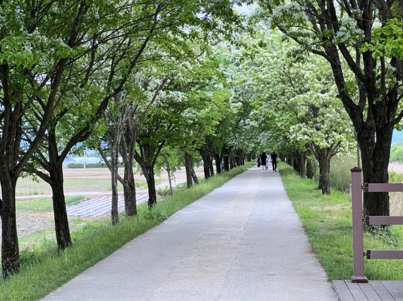 진천 이팝나무길, 5월 꼭 가봐야 할 국내 여행지!