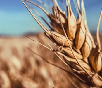 카무트 효소 부작용 분말 다이어트