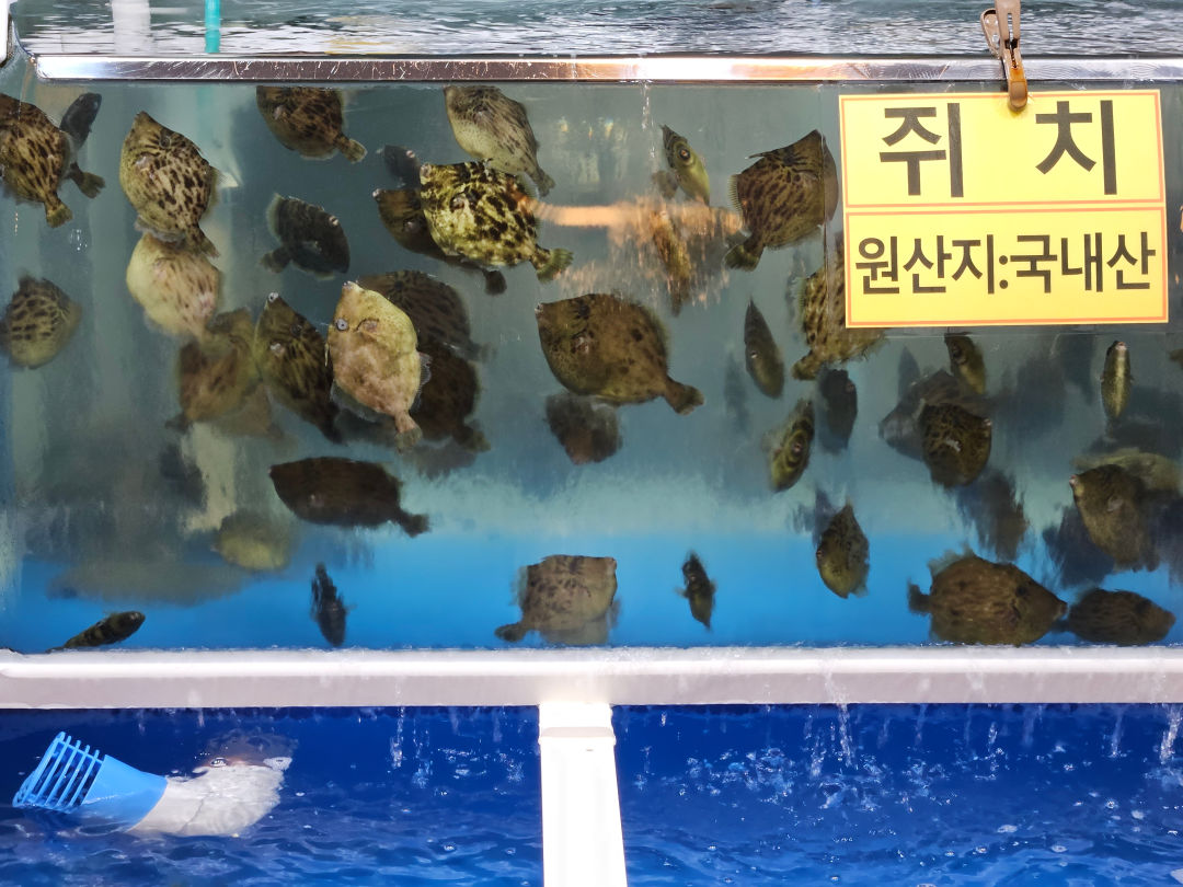 진해 동부 회센터 제철회