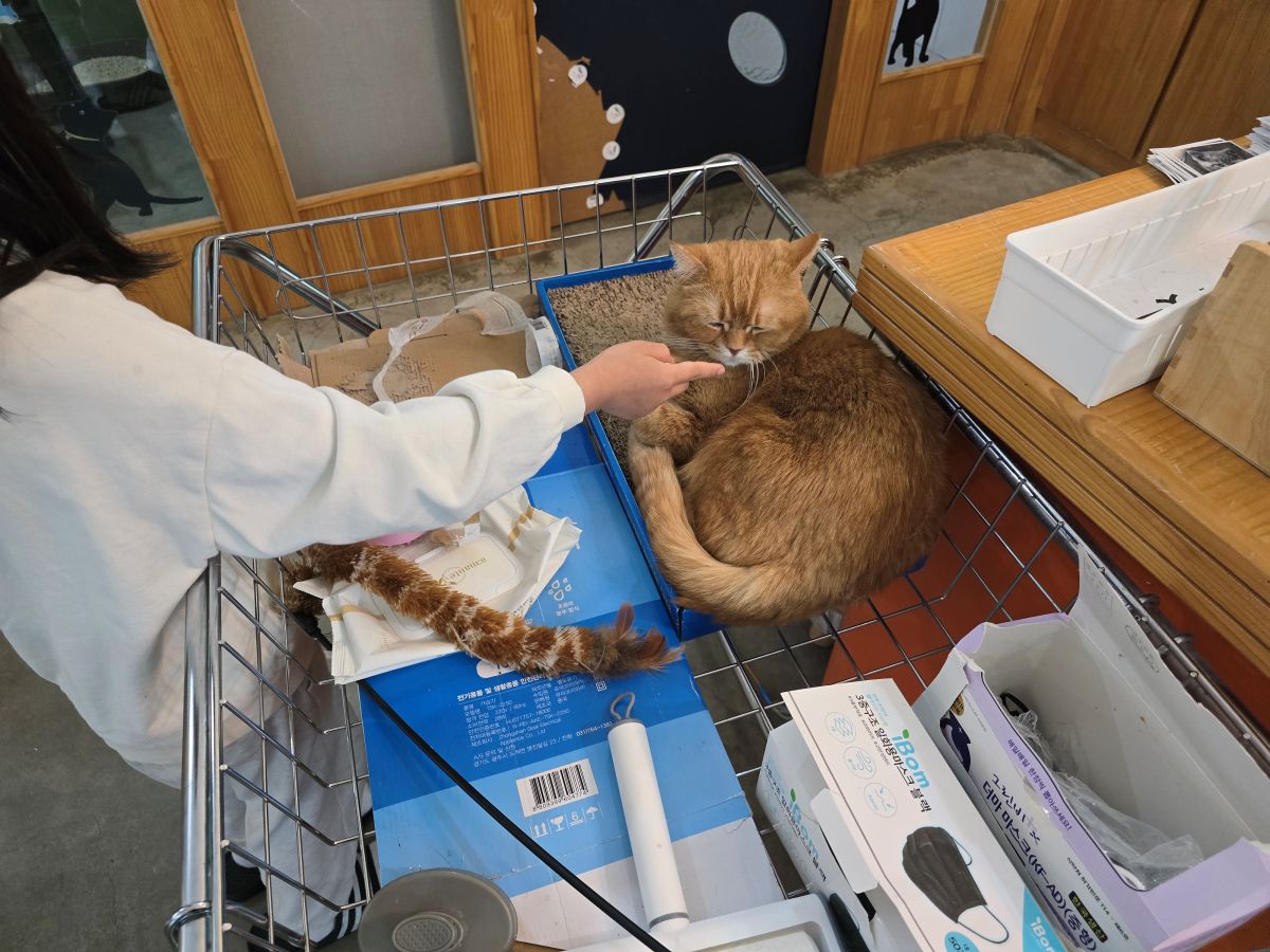 모할고양-고양이