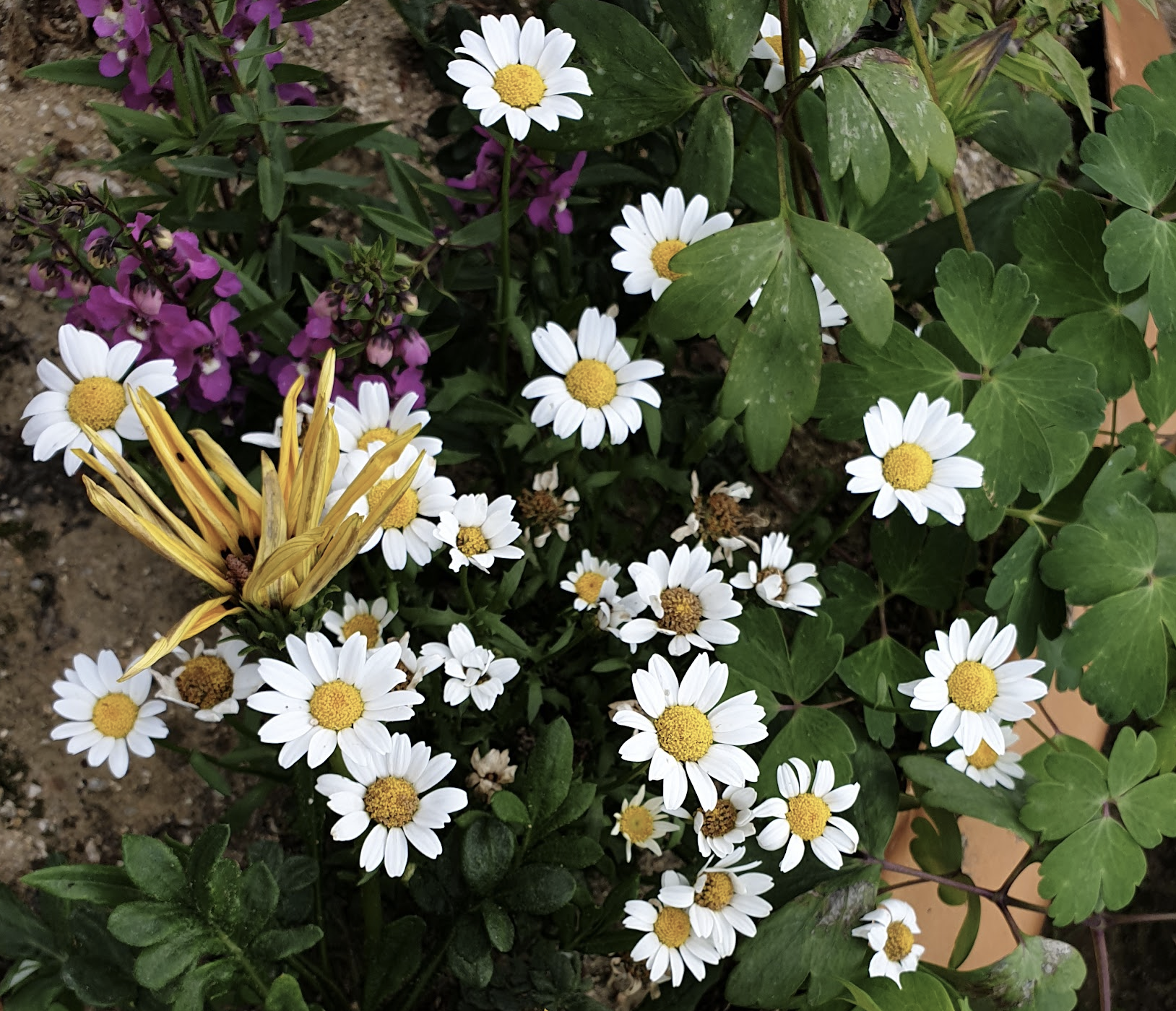 정원에 핀 카모마일 꽃