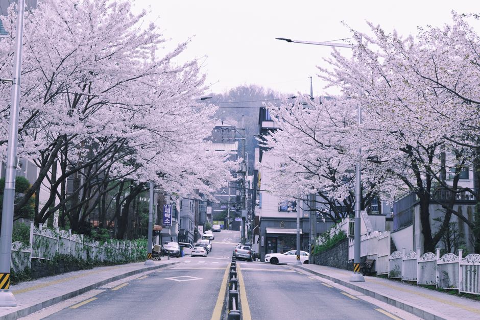 Cherry blossom trees framing a quiet street in Seoul, South Korea during springtime.