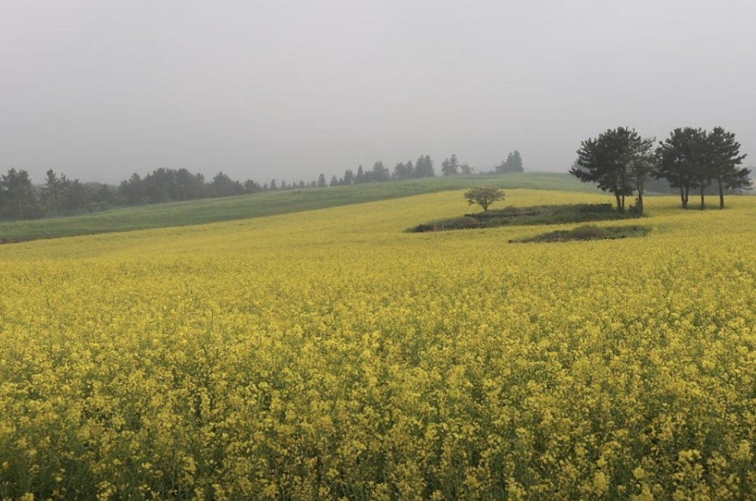 폭싹 속았수다 제주도 촬영지 정보 총정리(지도 포함)