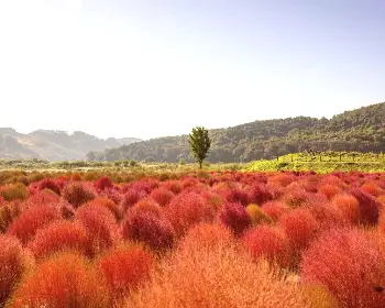 임진강 댑싸리공원_14