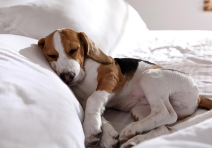 개의 탈수 증상의 원인으로 여겨지는 병.