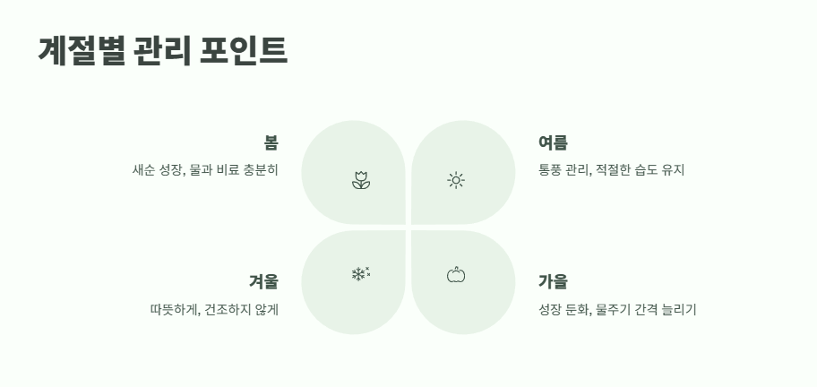 행운목 키우는 방법 바로 보기 12