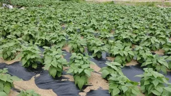 강낭콩 재배 파종 간격 잡초 억제 멀칭 요령_6