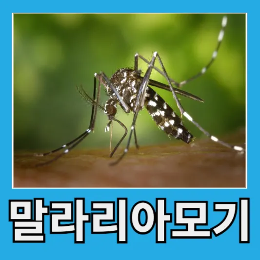 말라리아 위험지역 주의사항 예방약 말라리아 모기 물리면 피부 초기 증상