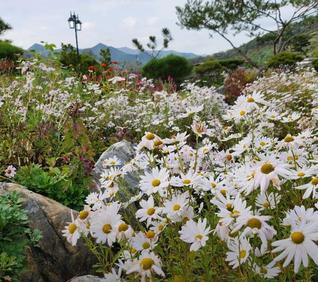 덕사리 구절초 정원
