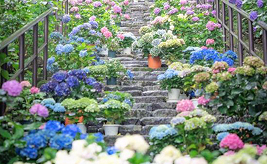 고양 국제꽃 박람회